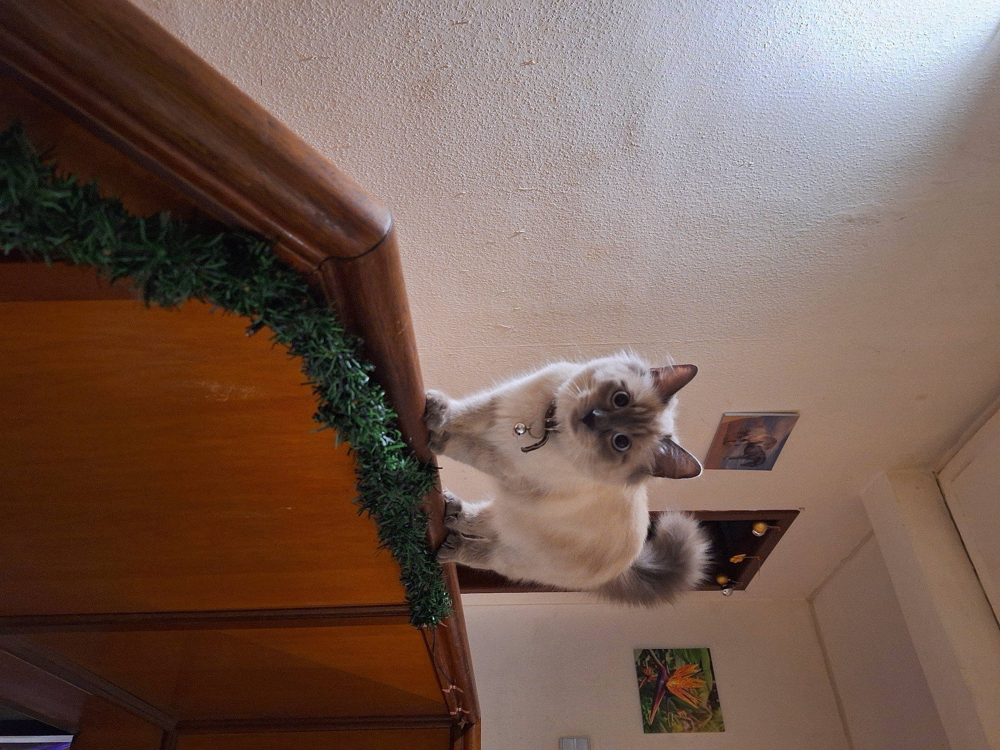 Mistral participe au concours pour gagner de l'argent avec cette photo : baluster, canidae, carnivore, cat, ceiling, domestic_short_haired_cat, door, fawn, felidae, flooring, hardwood, picture_frame, room, small_to_medium_sized_cats, stairs, tail, tints_and_shades, whiskers, window, wood