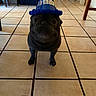 Kobe joined the competition — help win amazing prizes! dog, birthday_hat, black_dog, tile_floor, indoor, party_hat, pet, canine, floor_tiles, celebration, animal, looking_up, small_dog, birthday, hat, blue_hat, home, cute, standing, tile
