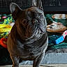 Kobe is registered to the contest to win money with this photo: french_bulldog, dog, pet, indoor, toys, blanket, floor, tile, animal, canine, portrait, fur, ears, snout, paw, cute, companion, household, domestic, standing