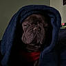 dog, blanket, indoor, cozy, pet, wrapped, dark, sleepy, french_bulldog, animal, portrait, cute, snug, fur, face, red_collar, relaxed, home, resting, canine