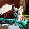 dog, french_bulldog, pet, bed, blanket, sunlight, indoor, tile_floor, cozy, resting, canine, animal, cute, warm, sweater, holiday, relaxed, fur, ears, face