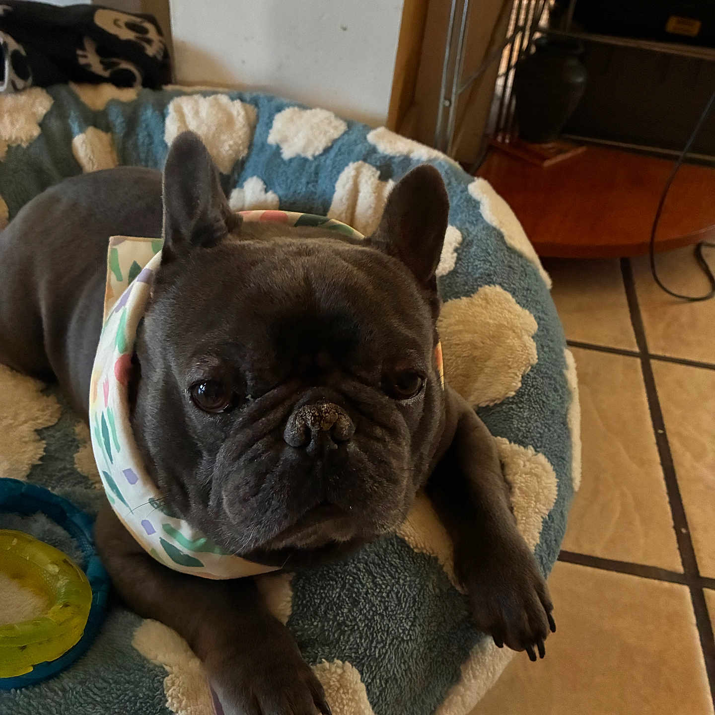 Kobe joined the competition — help win amazing prizes! dog, french_bulldog, pet, bed, indoor, floor_tiles, accessory, resting, cozy, animal, canine, paw, snout, ears, blanket, home, furniture, toy, comfort, portrait