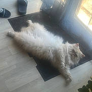 Ulysse a rejoint le concours — aidez-le/la à gagner de superbes lots ! cat, fluffy_cat, white_cat, long_hair, sleeping, relaxed, lying_down, pet, animal, fur, whiskers, ears, tail, indoor, home, floor, mat, window, sunlight, slippers