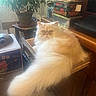 Ulysse a rejoint le concours — aidez-le/la à gagner de superbes lots ! cat, fluffy, long_hair, persian_cat, cream_colored, orange_eyes, sitting, portrait, indoors, chair, furniture, houseplant, storage_boxes, wooden_table, home, room, direct_gaze, serious_expression, soft_lighting, pet