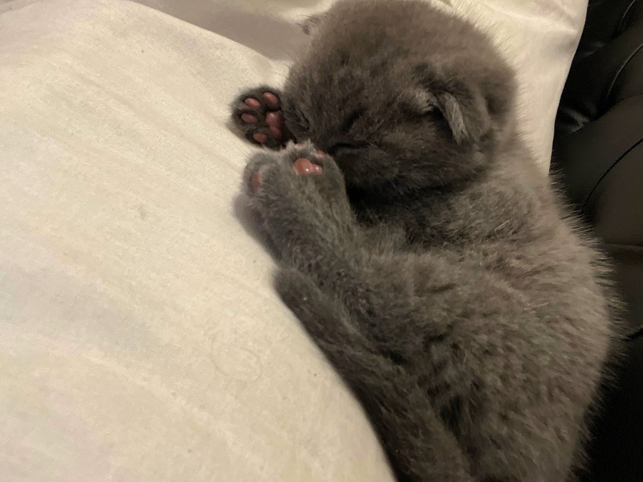 Gohan a rejoint le concours — aidez-le/la à gagner de superbes lots ! carnivore, cat, claw, comfort, domestic_short_haired_cat, felidae, fur, grey, human_leg, paw, small_to_medium_sized_cats, snout, tail, terrestrial_animal, whiskers