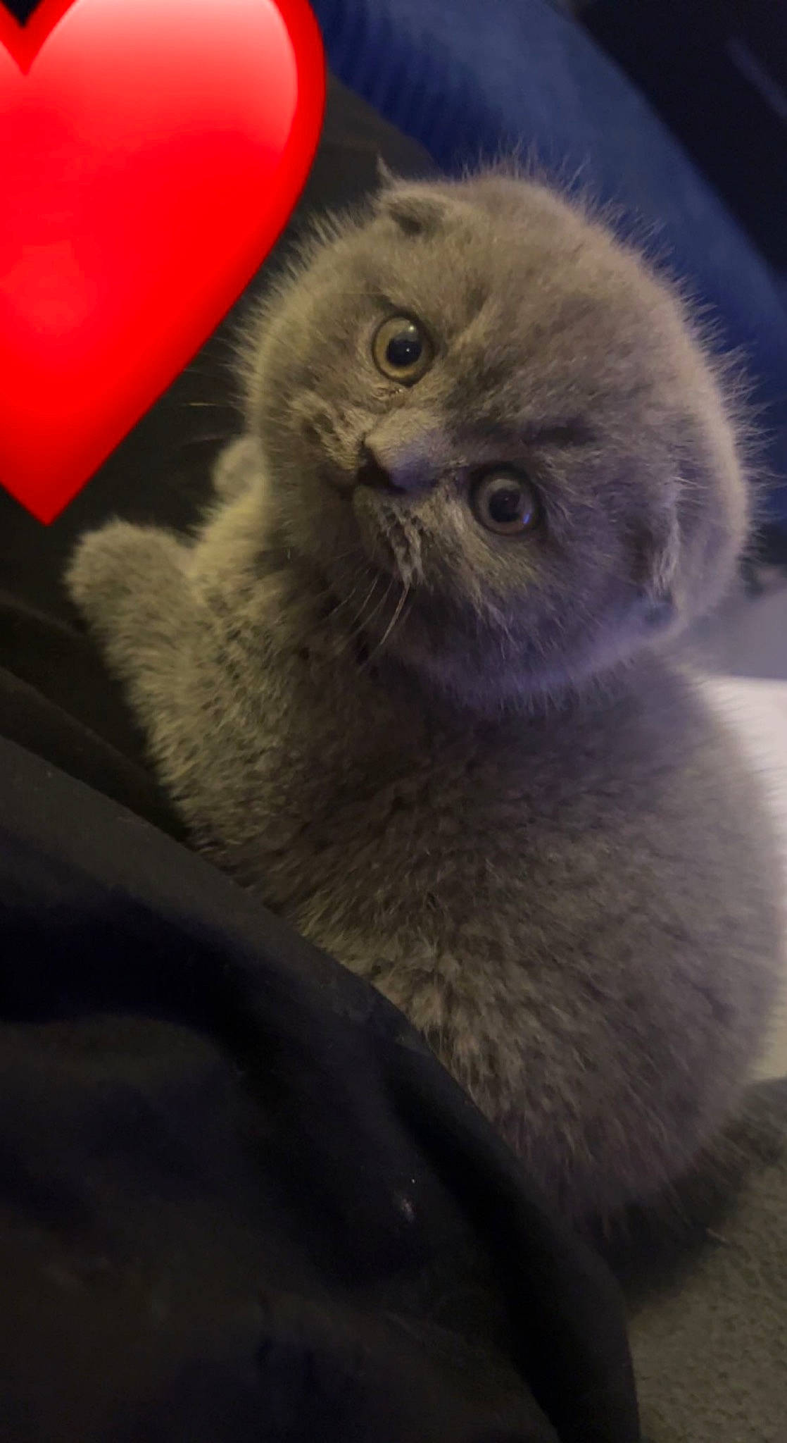 Gohan participe au concours pour gagner de l'argent avec cette photo : carnivore, cat, felidae, fur, scottish_fold, small_to_medium_sized_cats, terrestrial_animal, whiskers