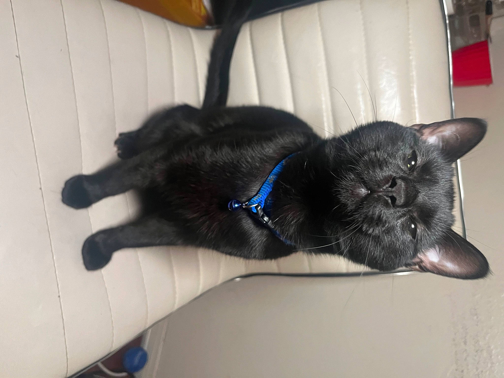 Shade is registered to the contest to win money with this photo: black_cat, bombay, carnivore, cat, claw, comfort, dog_breed, domestic_short_haired_cat, ear, electric_blue, felidae, fur, human_leg, small_to_medium_sized_cats, snout, sporting_group, tail, terrestrial_animal, vertebrate, whiskers