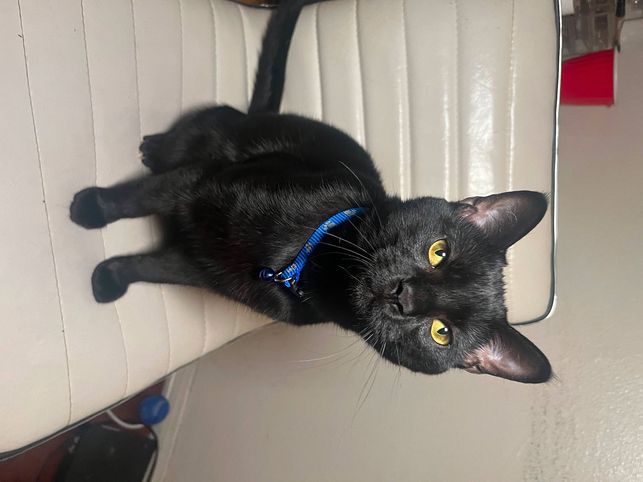 Shade is registered to the contest to win money with this photo: black_cat, bombay, carnivore, cat, claw, comfort, dog_breed, domestic_short_haired_cat, ear, electric_blue, eye, felidae, fur, havana_brown, small_to_medium_sized_cats, snout, tail, whiskers