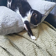 Réglisse participe au concours pour gagner de l'argent avec cette photo : cat, black_and_white_cat, sleeping_cat, blanket, pillow, couch, leather_couch, indoor, resting, pet, feline, cozy, fur, whiskers, paw, relaxation, home, comfort, nap, animal