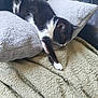 cat, black_and_white_cat, sleeping_cat, blanket, pillow, couch, leather_couch, indoor, resting, pet, feline, cozy, fur, whiskers, paw, relaxation, home, comfort, nap, animal