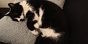Réglisse participe au concours pour gagner de l'argent avec cette photo : cat, black_and_white, sleeping, fluffy_pillow, cozy, indoor, feline, resting, fur, pet, cushion, relaxed, curled_up, cute, animal, domestic, soft_texture, quiet, home, comfort