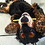 dog, pet, animal, canine, fur, chew_stick, lying_down, playful, floor, tile, relaxed, domestic_animal, muzzle, paws, black_fur, brown_fur, indoor, cute, companion, happy