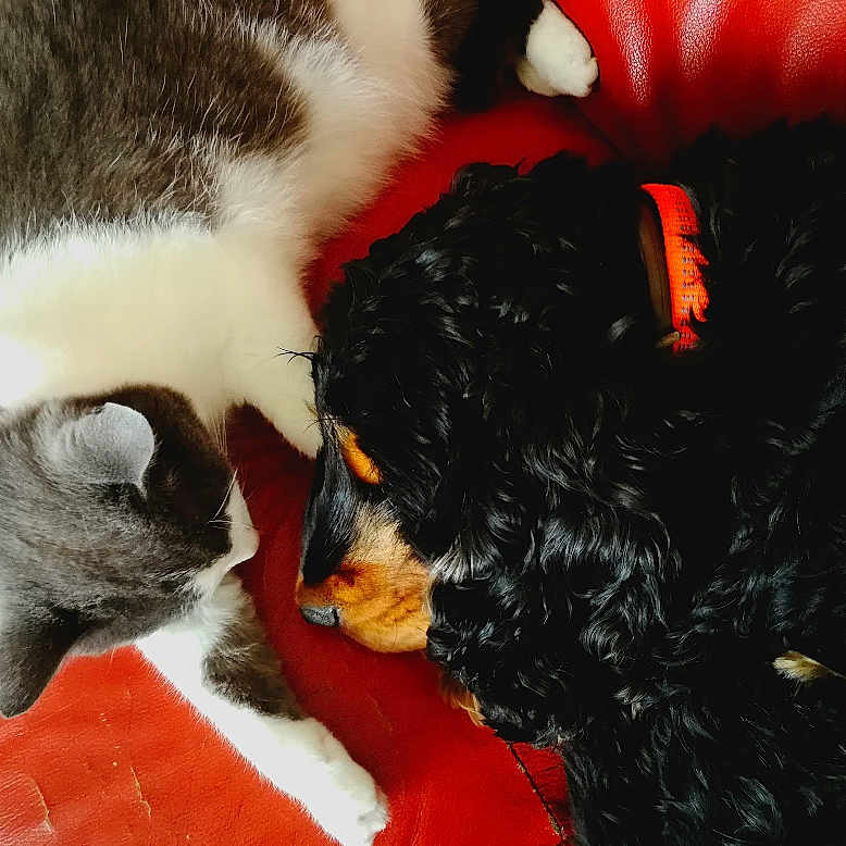 India a rejoint le concours — aidez-le/la à gagner de superbes lots ! animal_friendship, black_dog, cat, closeup, companion, couch, curly_fur, cute, dog, fur, gray_cat, indoor, leather, orange_collar, pet, relaxation, resting, sleeping, snuggling, white_cat