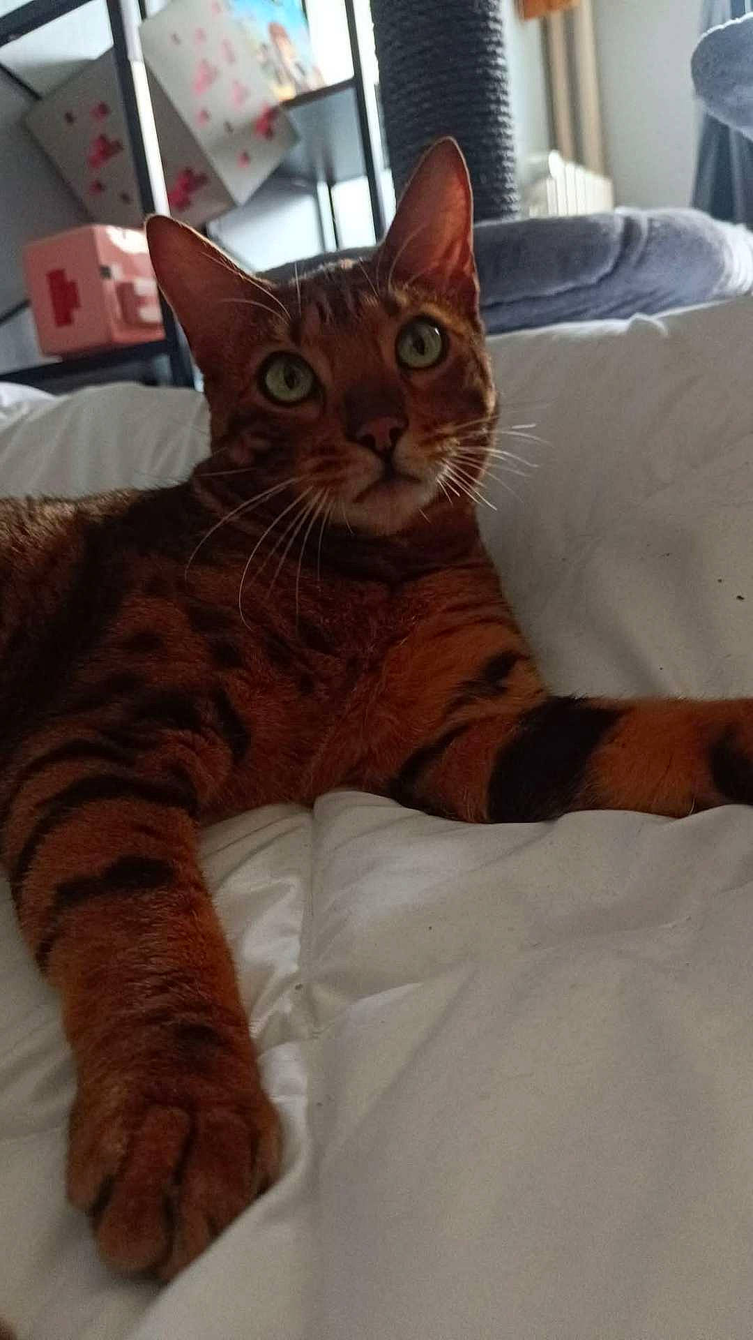 Louna participe au concours pour gagner de l'argent avec cette photo : animal, bed, bengal_cat, box, cat, cat_tree, close_up, curious, feline, fur_pattern, green_eyes, indoor, paw, pet, relaxed, resting, room, tabby, whiskers, white_bedspread