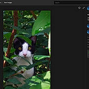 Lil'Bit is registered to the contest to win money with this photo: animal, black_and_white, bush, cat, close_up, curious, eyes, face, feline, greenery, leaves, nature, outdoor, pet, plant, portrait, shaded, tuxedo_cat, whiskers, wild