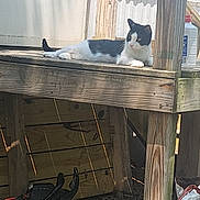 Lil'Bit is registered to the contest to win money with this photo: animal, backyard, bags, black_and_white_cat, cat, daylight, fence, garden_tools, ground, nature, outdoor, pet, quiet, relaxed, resting, shadows, sunlight, wood, wooden_porch, wooden_post