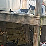 animal, backyard, bags, black_and_white_cat, cat, daylight, fence, garden_tools, ground, nature, outdoor, pet, quiet, relaxed, resting, shadows, sunlight, wood, wooden_porch, wooden_post