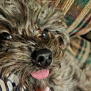 B.d. Charlie is registered to the contest to win money with this photo: adorable, blanket, close_up, couch, cozy, dog, eyes, fur, indoor, macro, muzzle, nose, patterned_fabric, pet, portrait, sleepy, soft_texture, textile, tongue_out, whiskers