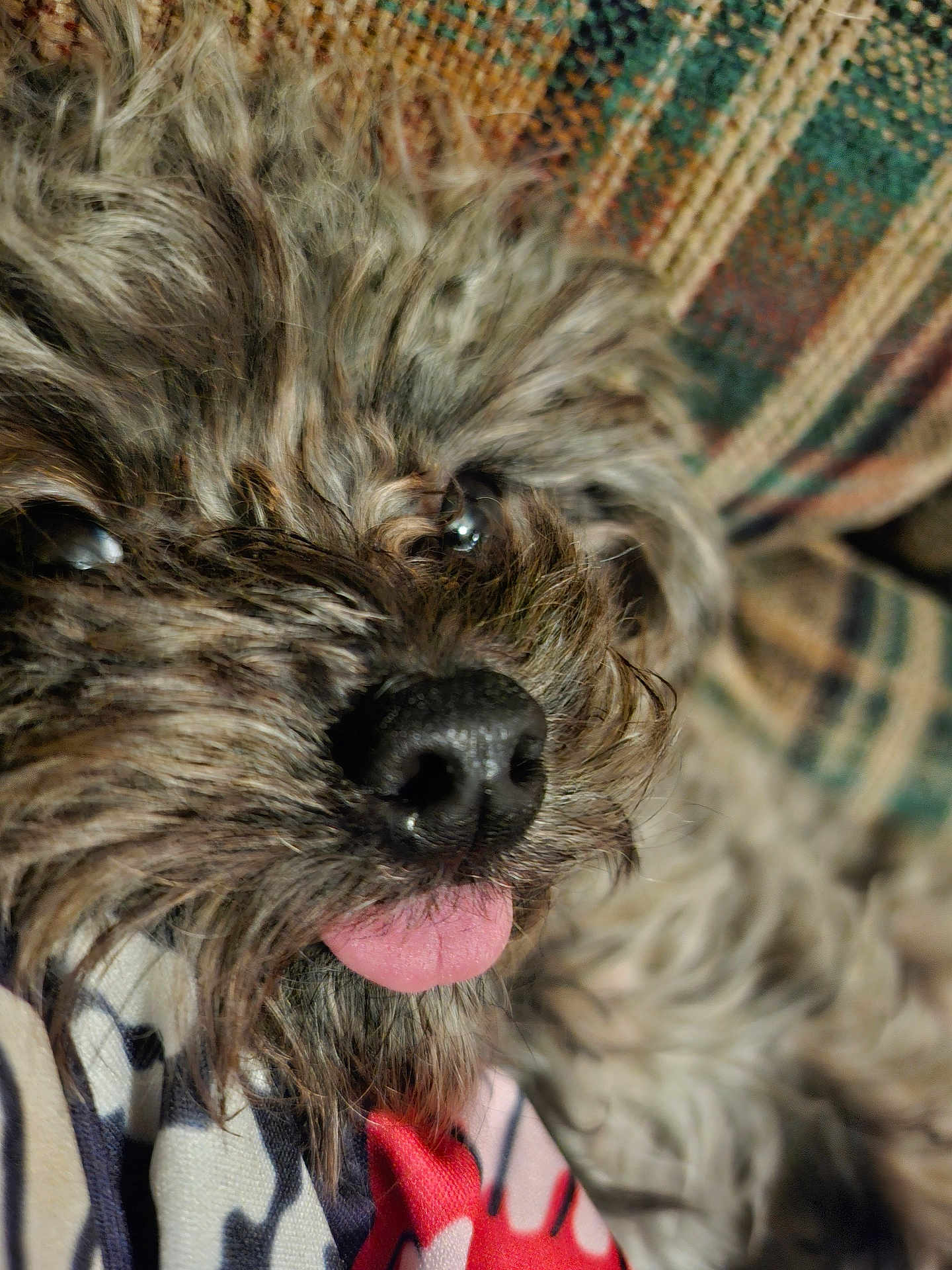 B.d. Charlie is registered to the contest to win money with this photo: adorable, blanket, close_up, couch, cozy, dog, eyes, fur, indoor, macro, muzzle, nose, patterned_fabric, pet, portrait, sleepy, soft_texture, textile, tongue_out, whiskers