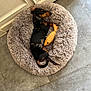 Vera a rejoint le concours — aidez-le/la à gagner de superbes lots ! animal, black_and_tan, companion, cozy, cute, dachshund, dog, fish_toy, fluffy_bed, home, indoor, peaceful, pet_bed, quiet, relaxed, resting, sleeping, small_dog, tile_floor, toy