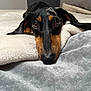 Vera a rejoint le concours — aidez-le/la à gagner de superbes lots ! animal, bed, blanket, brown_black_fur, close_up, cozy, cute, dachshund, dog, domestic_animal, ears, indoor, looking_at_camera, lying_down, nose, pet, resting, sleepy, soft_texture, whiskers