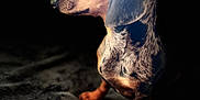 Vera participe au concours pour gagner de l'argent avec cette photo : animal, black_background, blanket, canine, closeup, companion, cute, dachshund, dog, domestic_animal, fur, indoor, mammal, moody_lighting, pet, portrait, profile, side_view, sitting, texture