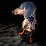 animal, black_background, blanket, canine, closeup, companion, cute, dachshund, dog, domestic_animal, fur, indoor, mammal, moody_lighting, pet, portrait, profile, side_view, sitting, texture