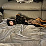 animal, blanket, brown_and_black, canine, comfort, couch, cozy, dog, domestic_animal, ears, fur, home, indoor, leather_couch, lying_down, paw, pet, relaxed, resting, sleeping