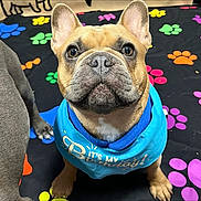 Elliot joined the competition — help win amazing prizes! animal, birthday, blue_shirt, celebration, colorful, cute, dog, ears, face, french_bulldog, front_paws, indoor, looking_up, mat, nose, paw_prints, pet, pet_clothing, portrait, sitting