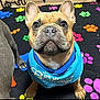 animal, birthday, blue_shirt, celebration, colorful, cute, dog, ears, face, french_bulldog, front_paws, indoor, looking_up, mat, nose, paw_prints, pet, pet_clothing, portrait, sitting