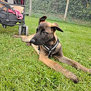 Joyko participe au concours pour gagner de l'argent avec cette photo : dog, puppy, grass, outdoor, fence, stroller, harness, pet, canine, nature, greenery, animal, relaxed, young_dog, garden, daylight, park, leisure, mammal, domestic_animal