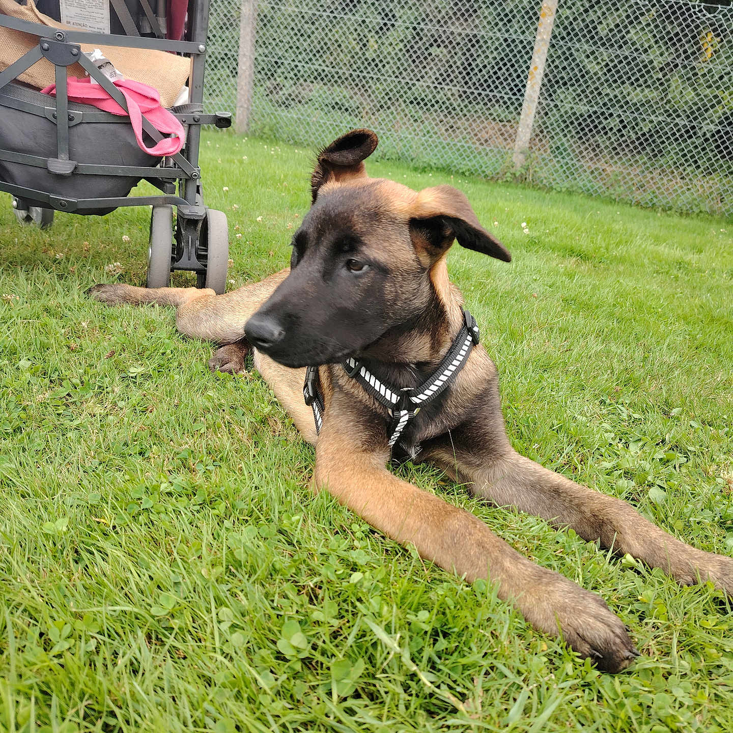 Joyko participe au concours pour gagner de l'argent avec cette photo : animal, canine, daylight, dog, domestic_animal, fence, garden, grass, greenery, harness, leisure, mammal, nature, outdoor, park, pet, puppy, relaxed, stroller, young_dog