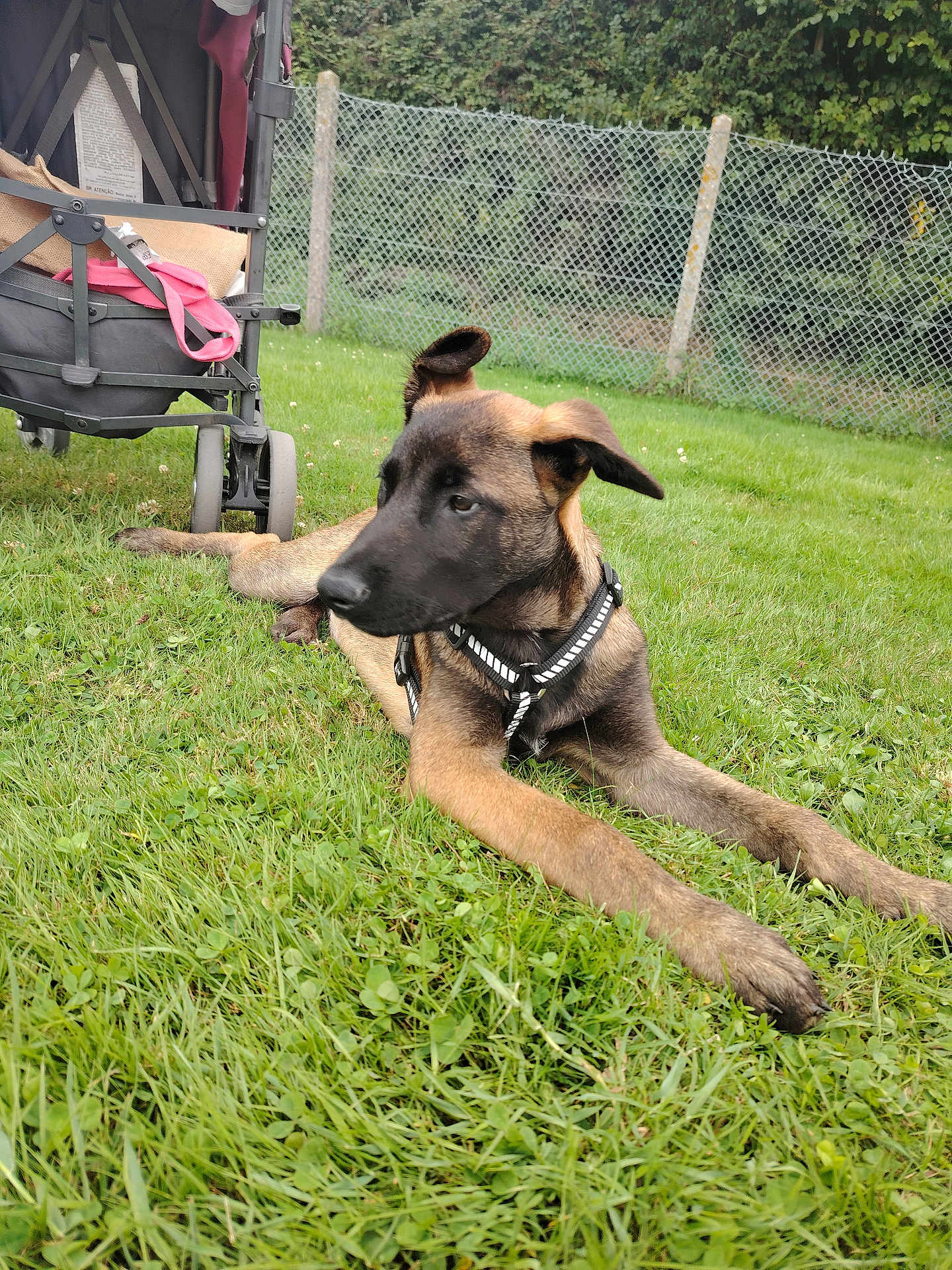 Joyko participe au concours pour gagner de l'argent avec cette photo : dog, puppy, grass, outdoor, fence, stroller, harness, pet, canine, nature, greenery, animal, relaxed, young_dog, garden, daylight, park, leisure, mammal, domestic_animal