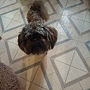 Cal joined the competition — help win amazing prizes! dog, small_dog, curly_fur, pet, indoor, floor, tile_floor, patterned_floor, looking_up, brown_fur, furniture, rug, home, animal, companion, cute, domestic, curious, standing, floor_pattern