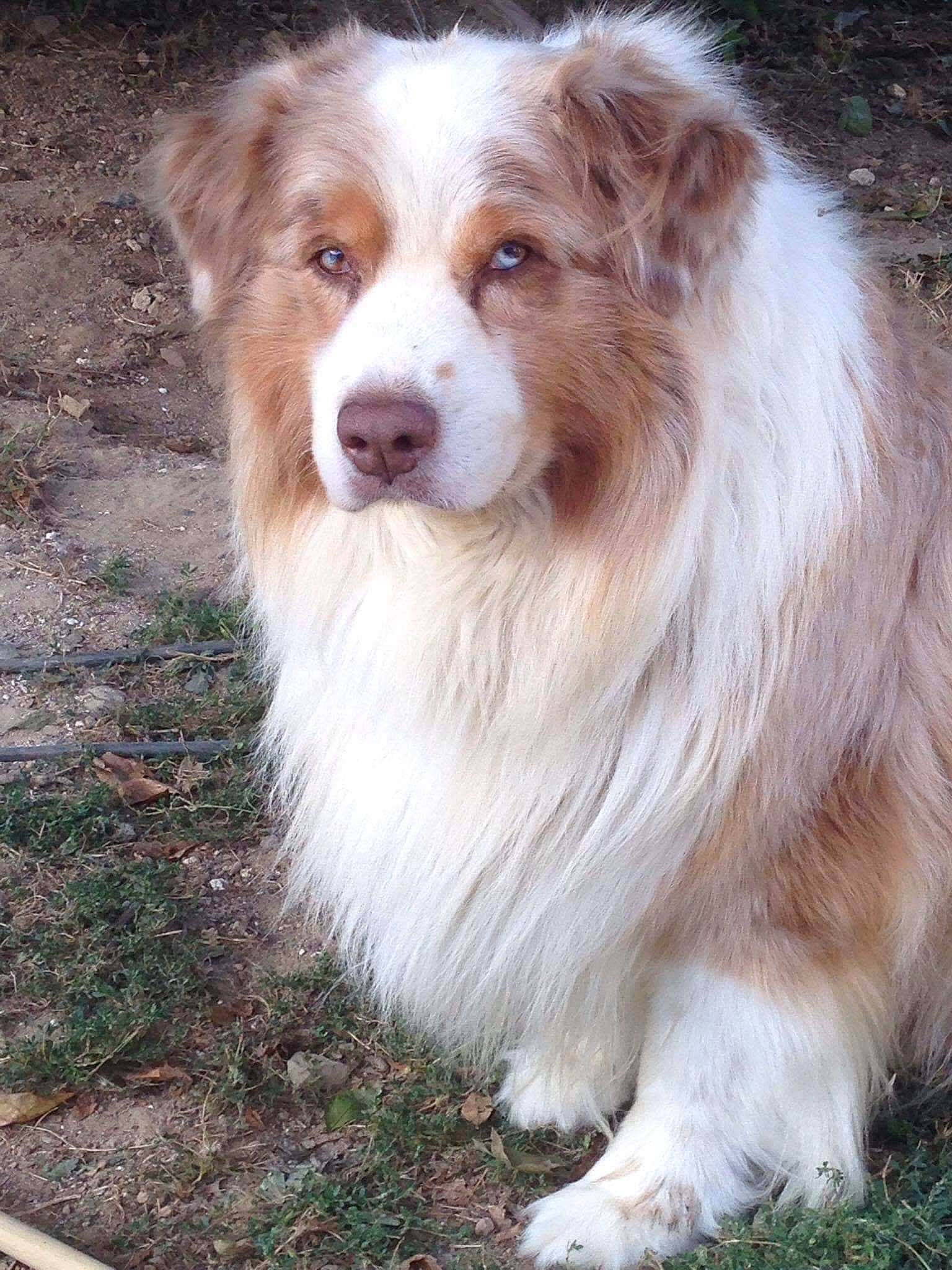 Bruce a rejoint le concours — aidez-le/la à gagner de superbes lots ! ancient_dog_breeds, australian_collie, canidae, carnivore, companion_dog, dog, dog_breed, fawn, fur, grass, herding_dog, miniature_australian_shepherd, plant, sporting_group, terrestrial_animal, whiskers, wildlife, working_animal, working_dog