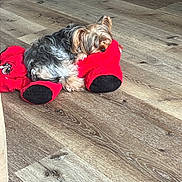 Melek is registered to the contest to win money with this photo: dog, yorkshire_terrier, stuffed_toy, red, plush, floor, wooden_floor, pet, animal, indoor, cozy, small_dog, sleeping, cute, fur, toy, resting, home, domestic, companion
