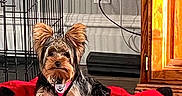 Melek joined the competition — help win amazing prizes! animal, black_fur, brown_fur, cabinet, cable, collar, cute, dog, ears, floor, indoor, metal_crate, pet, plush_toy, puppy, red_toy, resting, small_dog, wall_socket, wooden_floor