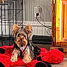 Melek joined the competition — help win amazing prizes! dog, small_dog, puppy, indoor, plush_toy, red_toy, wooden_floor, metal_crate, brown_fur, black_fur, ears, pet, animal, collar, cable, wall_socket, cabinet, floor, resting, cute