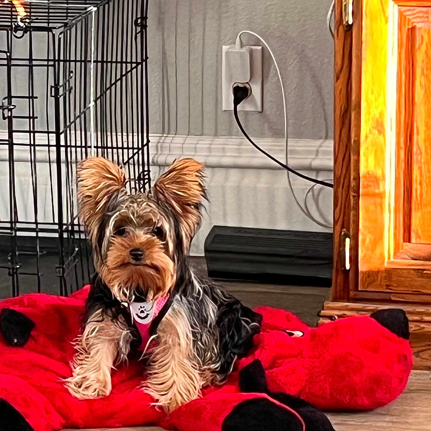 Melek joined the competition — help win amazing prizes! dog, small_dog, puppy, indoor, plush_toy, red_toy, wooden_floor, metal_crate, brown_fur, black_fur, ears, pet, animal, collar, cable, wall_socket, cabinet, floor, resting, cute