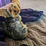 dog, small_dog, bed, blanket, purple_blanket, curtains, window, wooden_furniture, indoor, room, pet, fur, ears, looking_back, cozy, quilt, sleeping_area, domestic, curious, soft_light