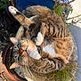 Taz participe au concours pour gagner de l'argent avec cette photo : cat, tabby, plant, planter, outdoor, greenery, relaxed, stretching, whiskers, fur, garden, pottery, sunlight, nature, animal, pet, cute, tabby_cat, playful, resting
