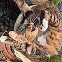 Taz participe au concours pour gagner de l'argent avec cette photo : cat, tabby_cat, stretching, yawning, planter, stone, outdoor, sunlight, whiskers, fur, claws, garden, greenery, barrel, relaxed, animal, pet, nature, closeup, daylight