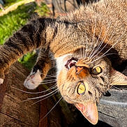 Taz a rejoint le concours — aidez-le/la à gagner de superbes lots ! cat, tabby, yellow_eyes, whiskers, paws, stretching, wood, outdoor, sunlight, feline, pet, animal, closeup, fur, nature, greenery, playful, texture, muzzle, relaxed