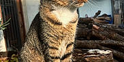 Taz a rejoint le concours — aidez-le/la à gagner de superbes lots ! cat, tabby_cat, white_paws, sitting, outdoor, sunlight, log, wood, rustic, building, nature, animal, pet, feline, whiskers, ears, eyes, close_up, daylight, shadow