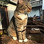 cat, tabby_cat, white_paws, sitting, outdoor, sunlight, log, wood, rustic, building, nature, animal, pet, feline, whiskers, ears, eyes, close_up, daylight, shadow