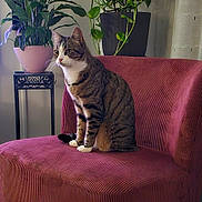 Luna a rejoint le concours — aidez-le/la à gagner de superbes lots ! animal, calm, cat, chair, cozy, curtains, decor, domestic, feline, furniture, greenery, home, indoor, pet, plant, potted_plant, relaxed, sitting, striped, tabby
