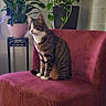 animal, calm, cat, chair, cozy, curtains, decor, domestic, feline, furniture, greenery, home, indoor, pet, plant, potted_plant, relaxed, sitting, striped, tabby