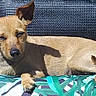 dog, canine, pet, animal, sleepy, relaxed, lying_down, squinting, portrait, short_hair, tan_fur, black_ears, black_nose, paws, blanket, patterned_blanket, outdoor, sunlight, chair, couch
