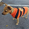 Mady a rejoint le concours — aidez-le/la à gagner de superbes lots ! dog, small_dog, orange_sweater, striped_clothing, halloween, pumpkin_design, outdoor, parking_lot, asphalt, standing, side_profile, short_hair, brown_fur, tail, ears, paws, leash, curb, fallen_leaves, pet_fashion