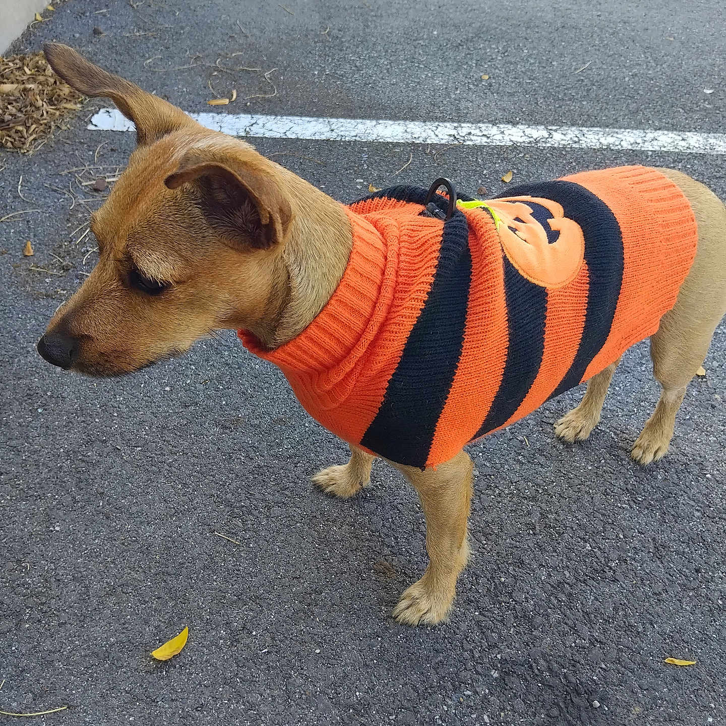 Mady a rejoint le concours — aidez-le/la à gagner de superbes lots ! dog, small_dog, orange_sweater, striped_clothing, halloween, pumpkin_design, outdoor, parking_lot, asphalt, standing, side_profile, short_hair, brown_fur, tail, ears, paws, leash, curb, fallen_leaves, pet_fashion